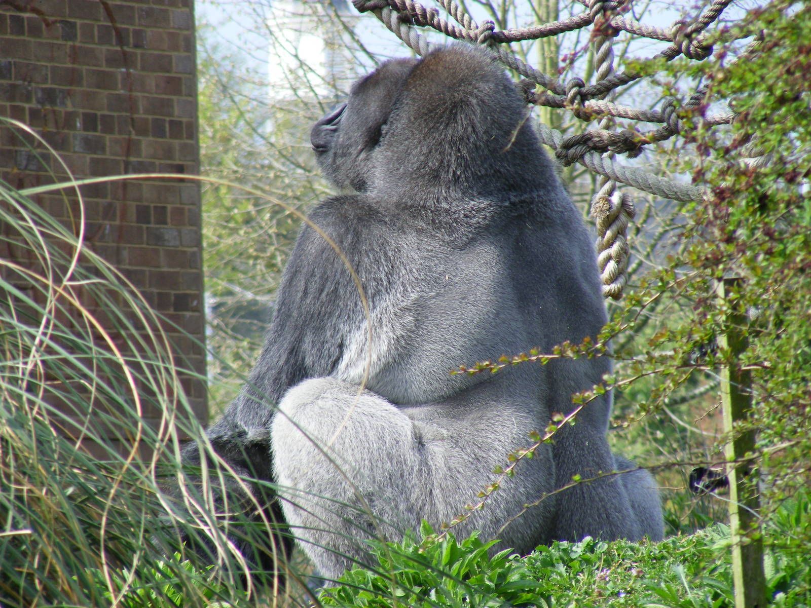 Jock the Gorilla on Gorilla Island at Bristol Zoo, 12 April 2009