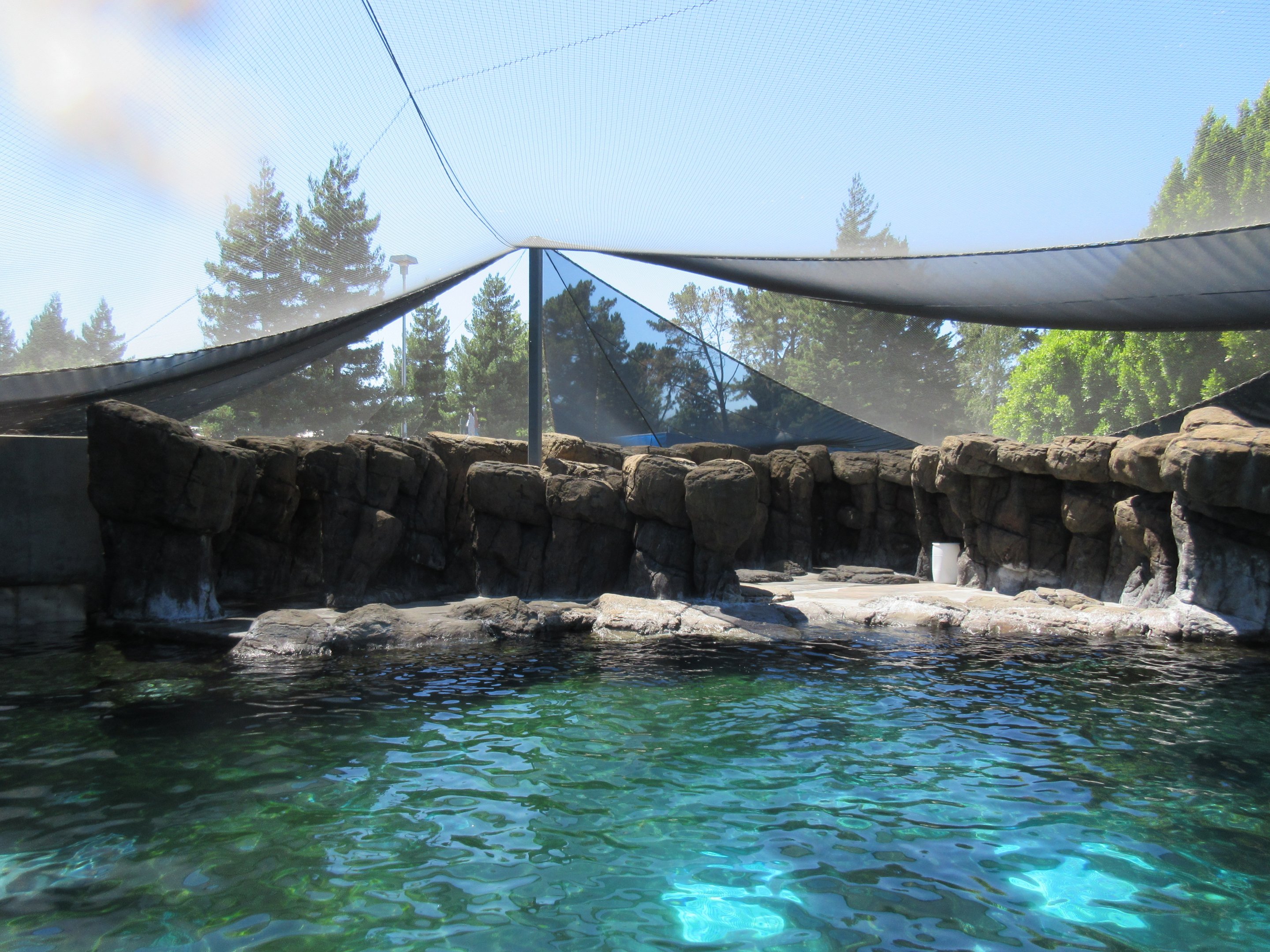 Jocko's Walrus Experience  (160,000-gallon pool)