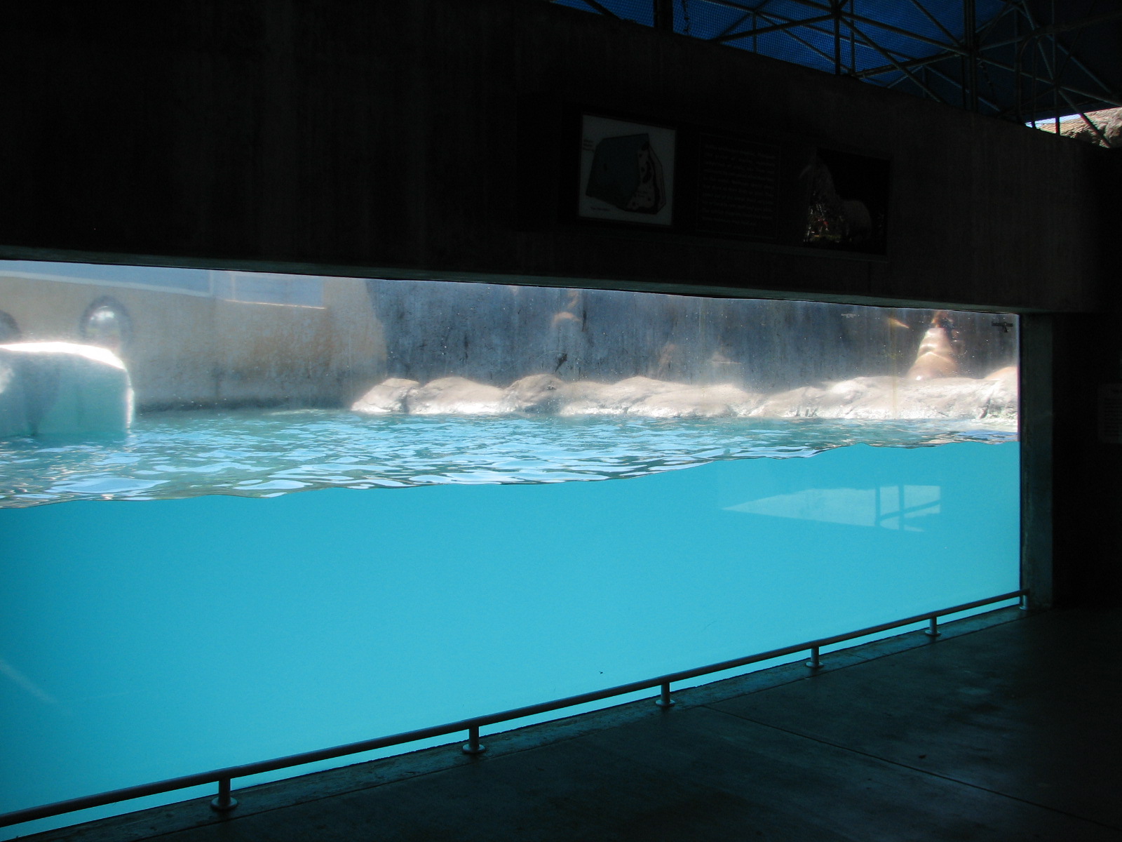 Jockos Walrus Experience - Underwater Viewing Area