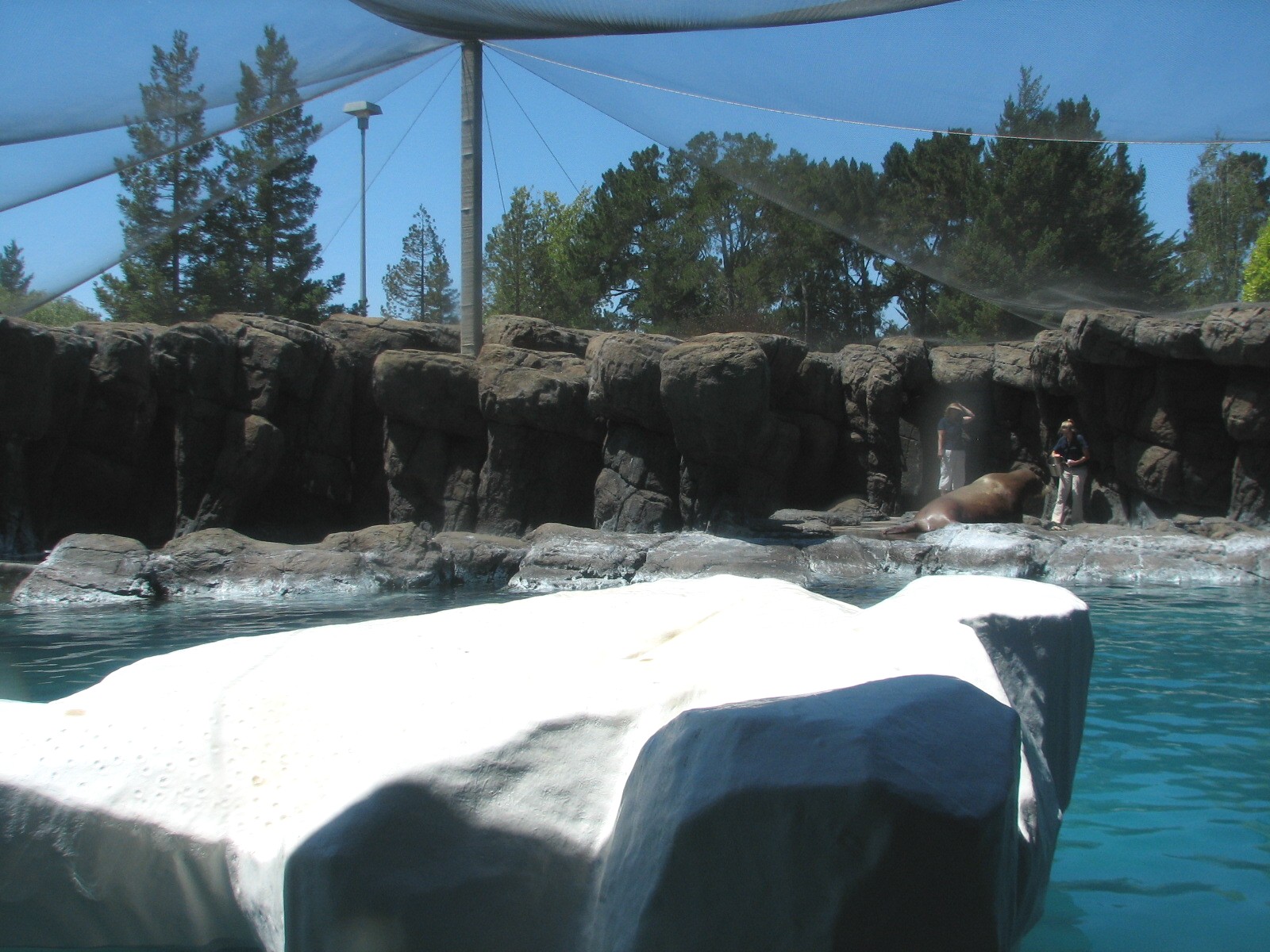 Jockos Walrus Experience - Walrus Exhibit