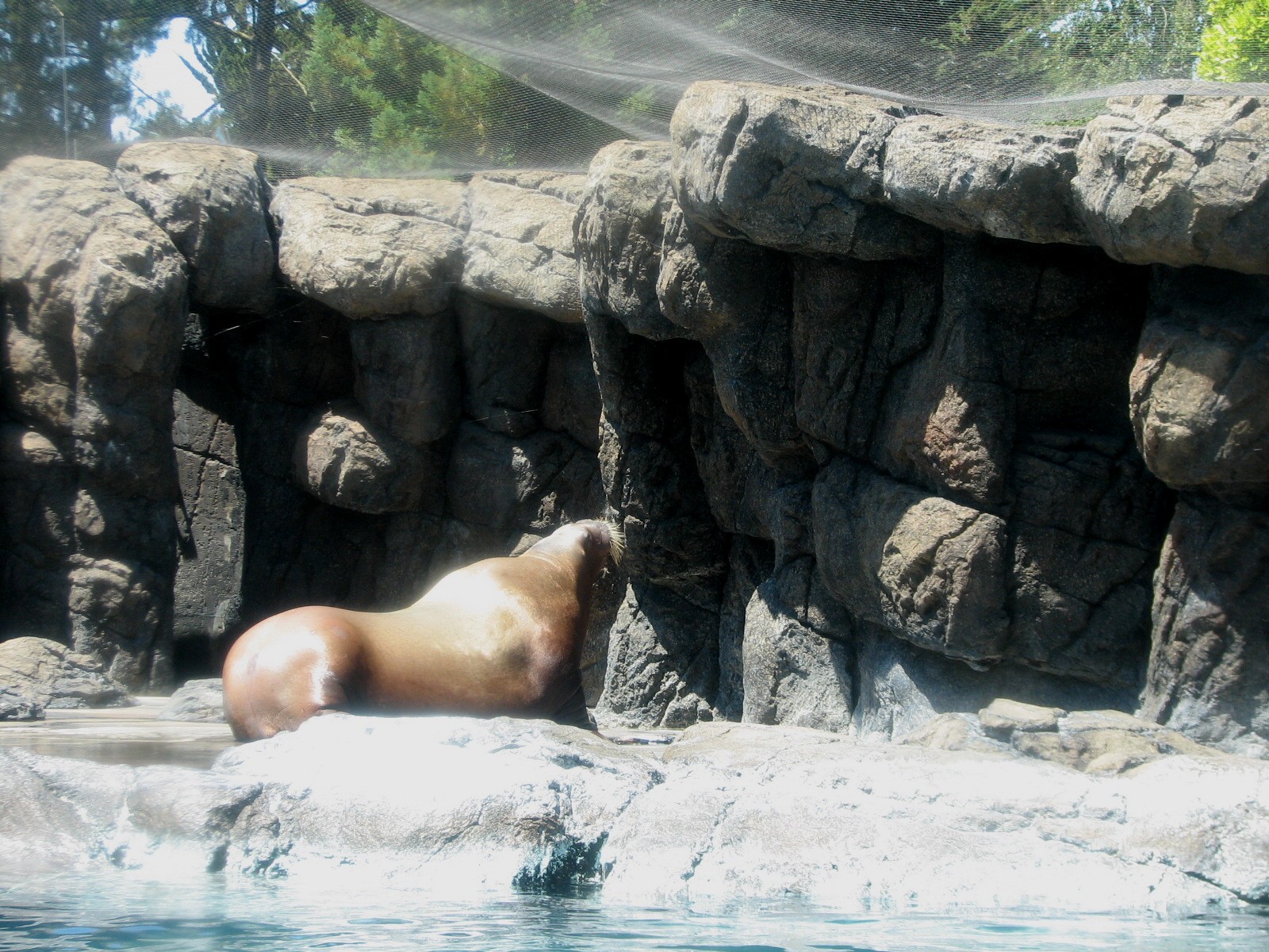 Jockos Walrus Experience - Walrus Exhibit