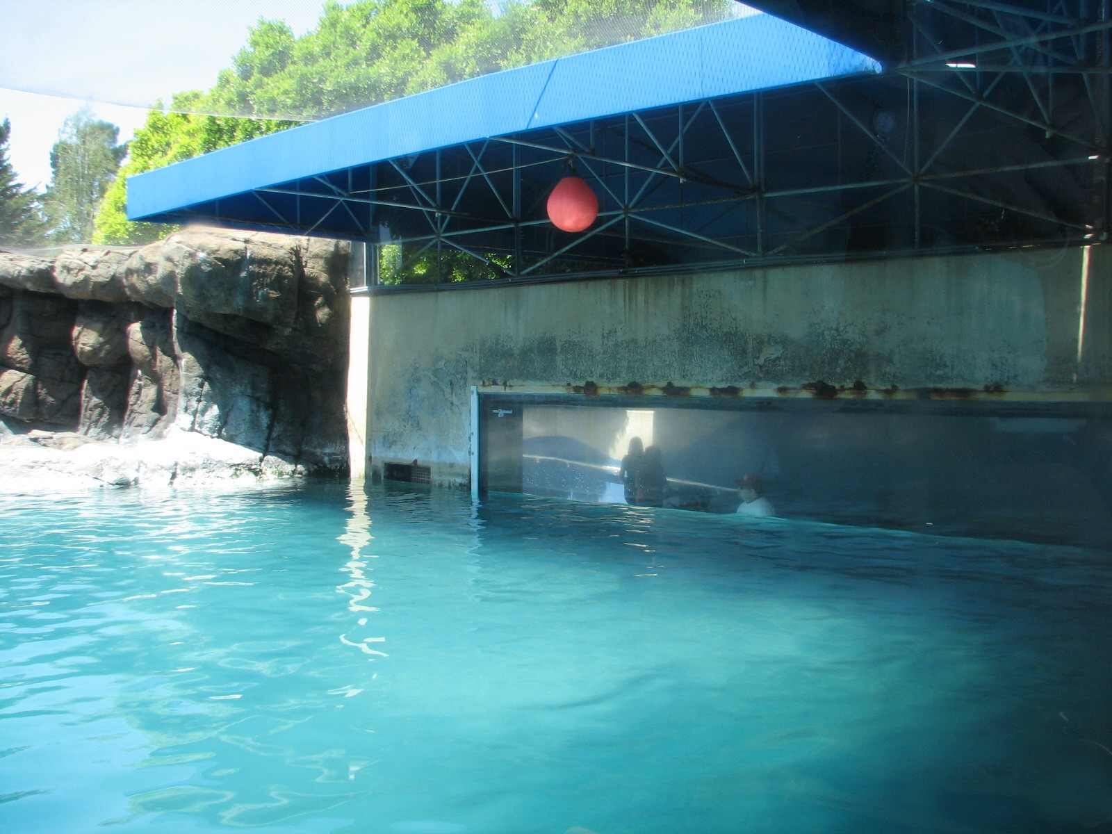 Jockos Walrus Experience - Walrus Exhibit