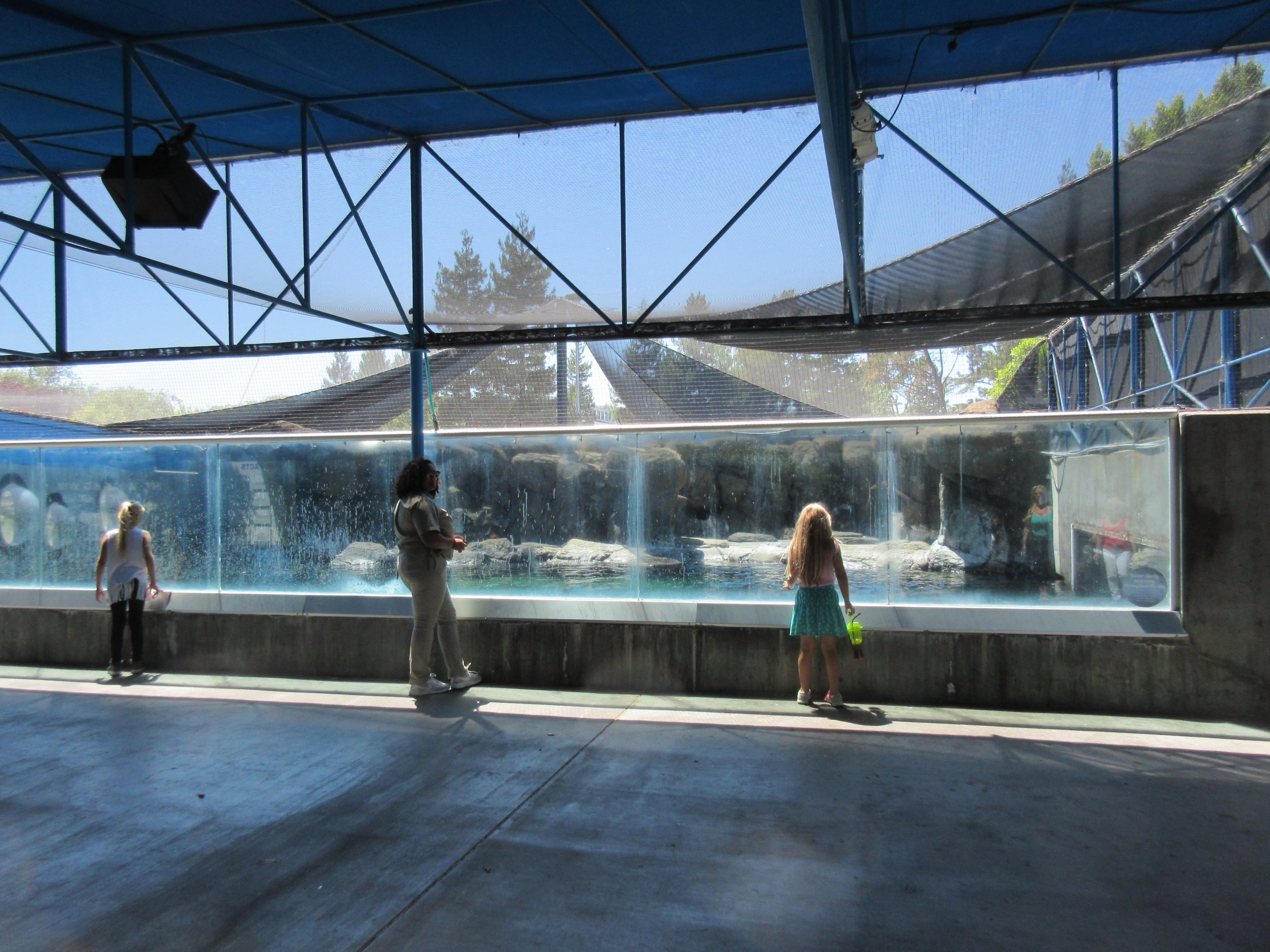 Jocko's Walrus Experience