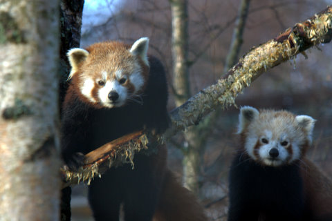 Jody & Babu Red Pandas
