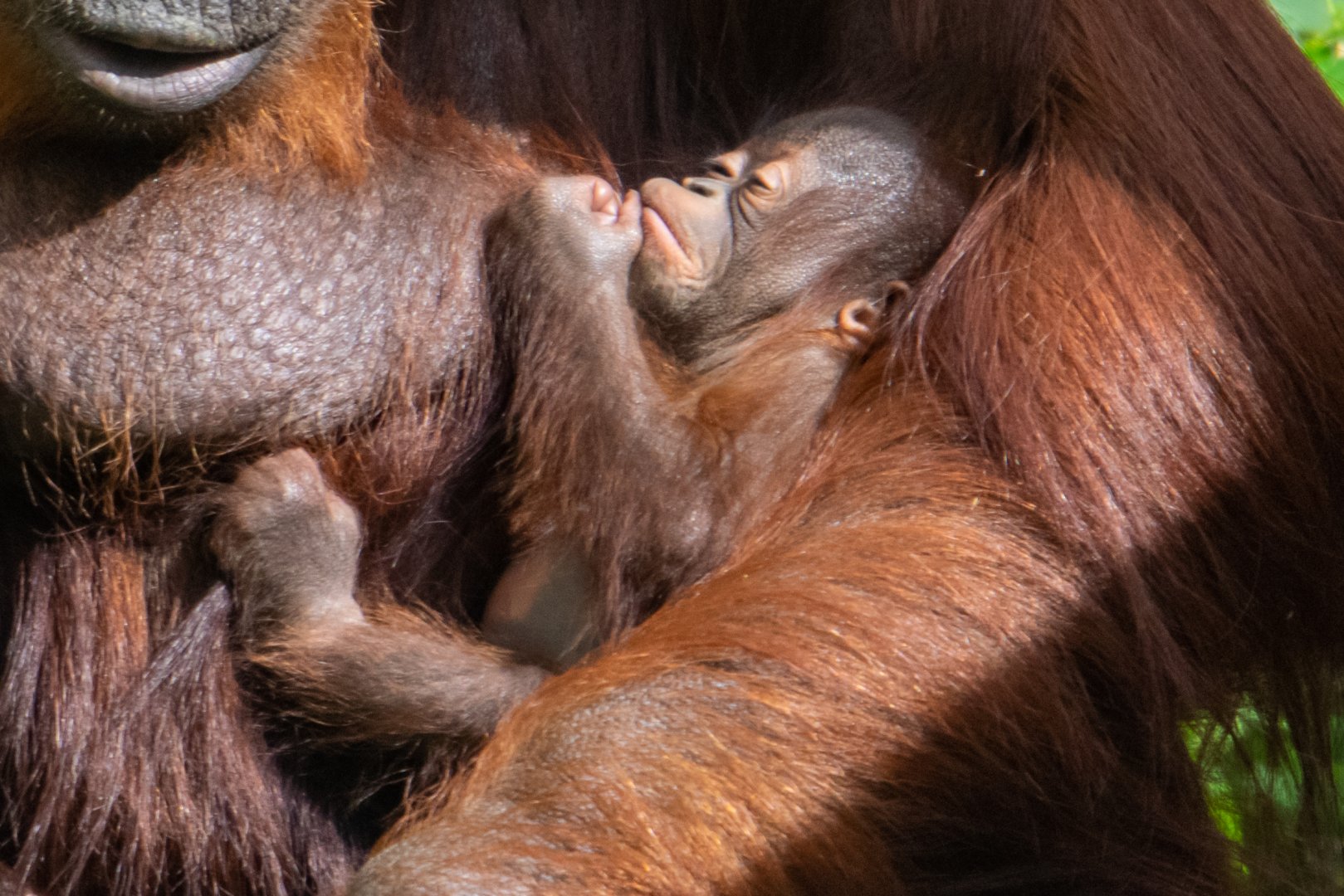 Joe - Bornean Orangutan
