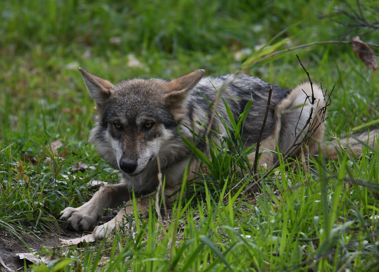 Joe Junior - 5-month-old Mexican grey wolf