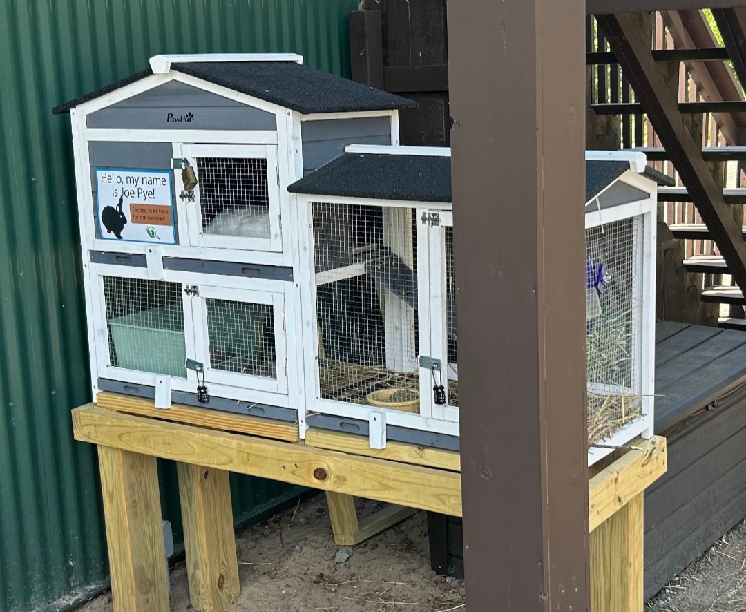 Joe Pye the New Bunny (Outdoor Discovery Center, Holland, MI, 8/8/25)