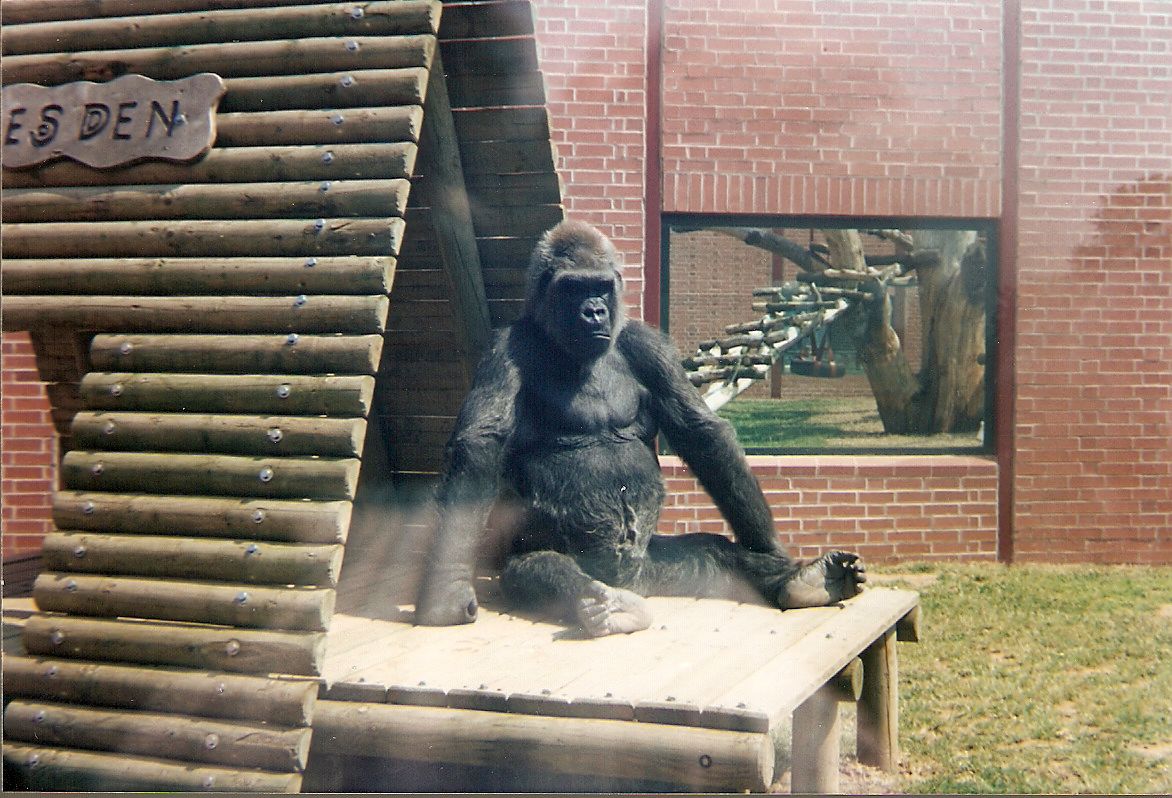 Joe the gorilla at Twycross Zoo, 1 August 1999