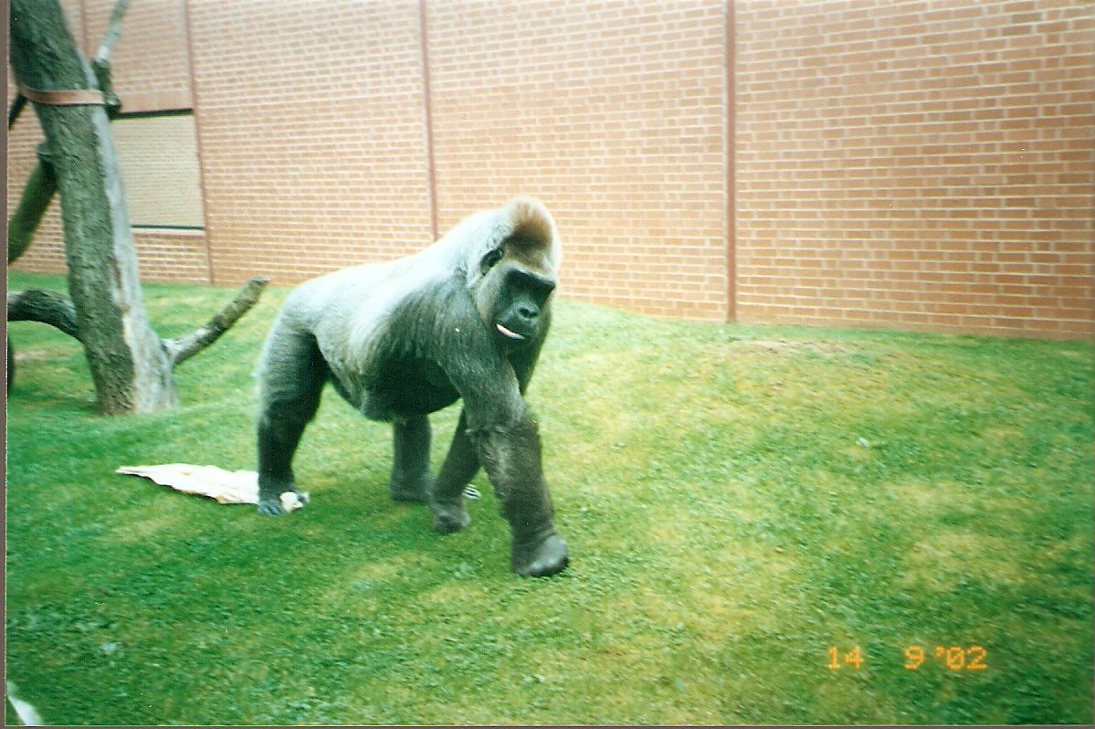 Joe the gorilla at Twycross Zoo, 14 September 2002