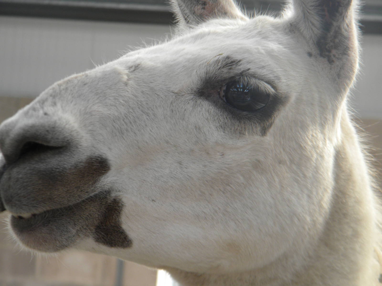 Joe the Llama at Blackpool Zoo 10th April 2011