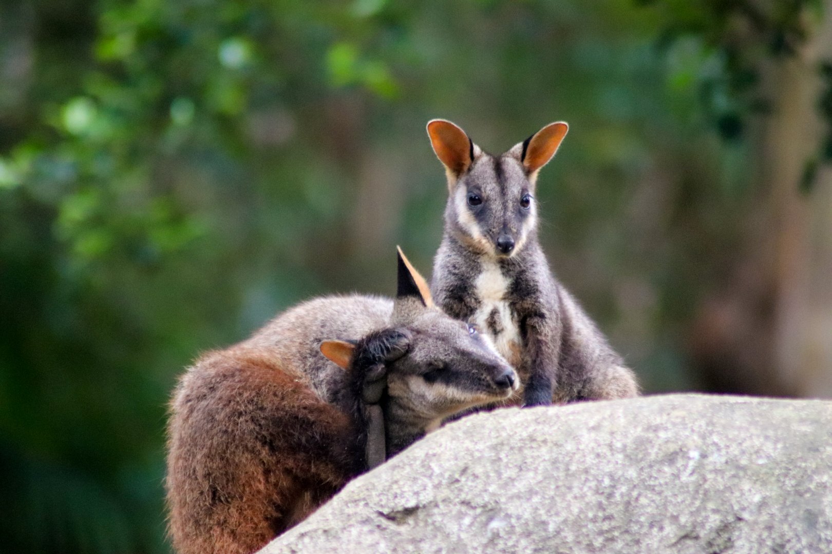 Joey and Female - Brush-tailed Rock Wallaby (Petrogale penicillata)