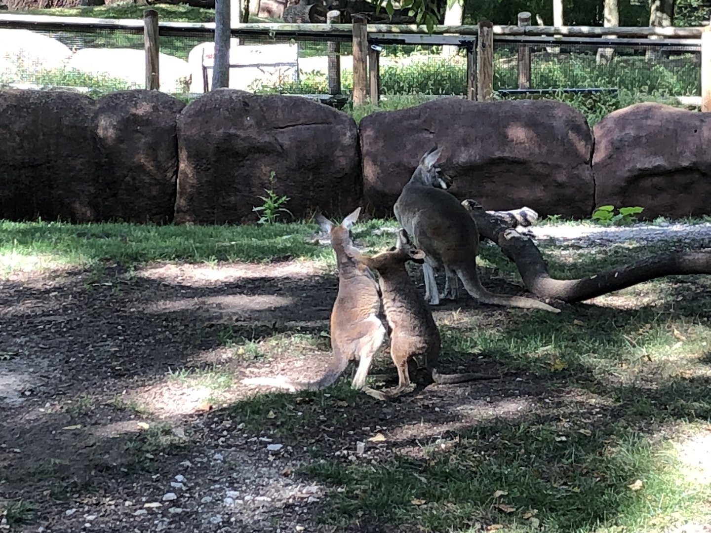 Joey and Wallaby Play Fighting