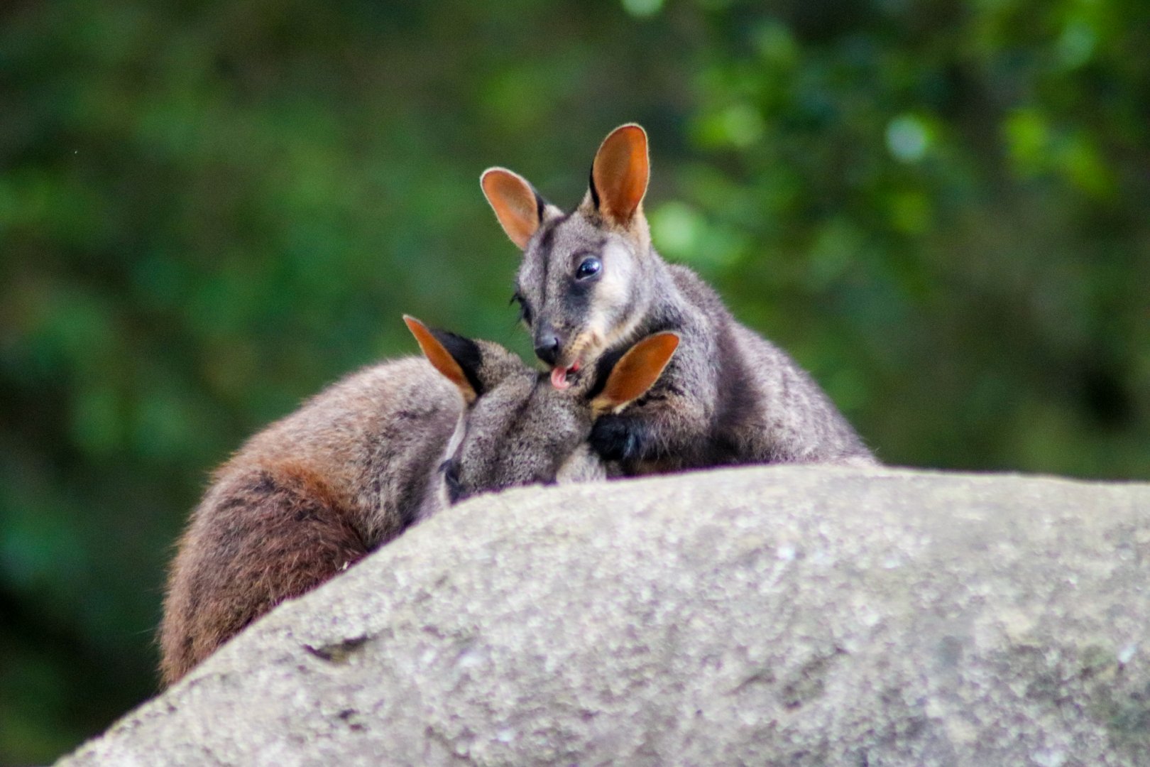 Joey Licking - Brush-tailed Rock Wallaby (Petrogale penicillata)