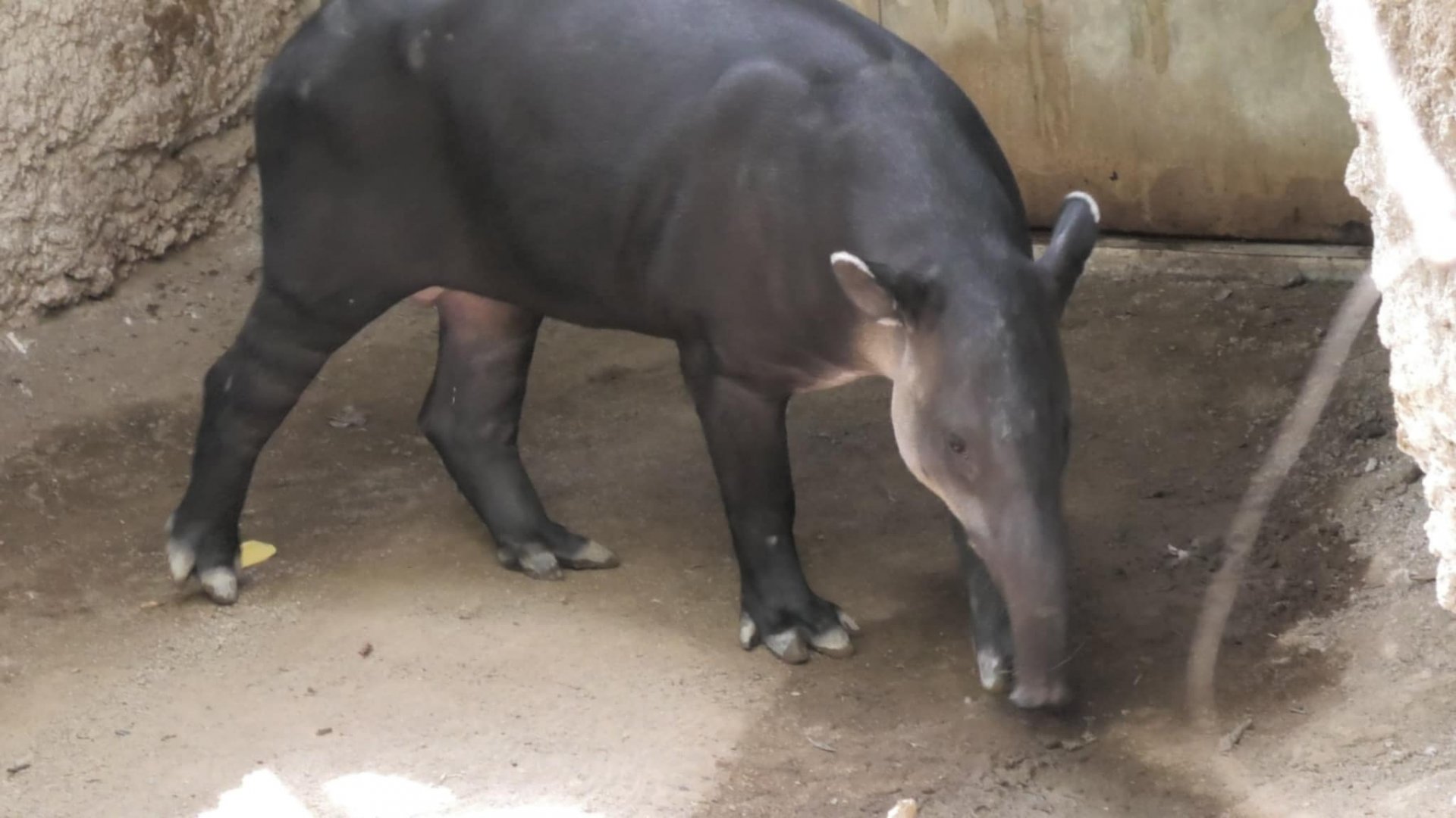 Joey the baird tapir again