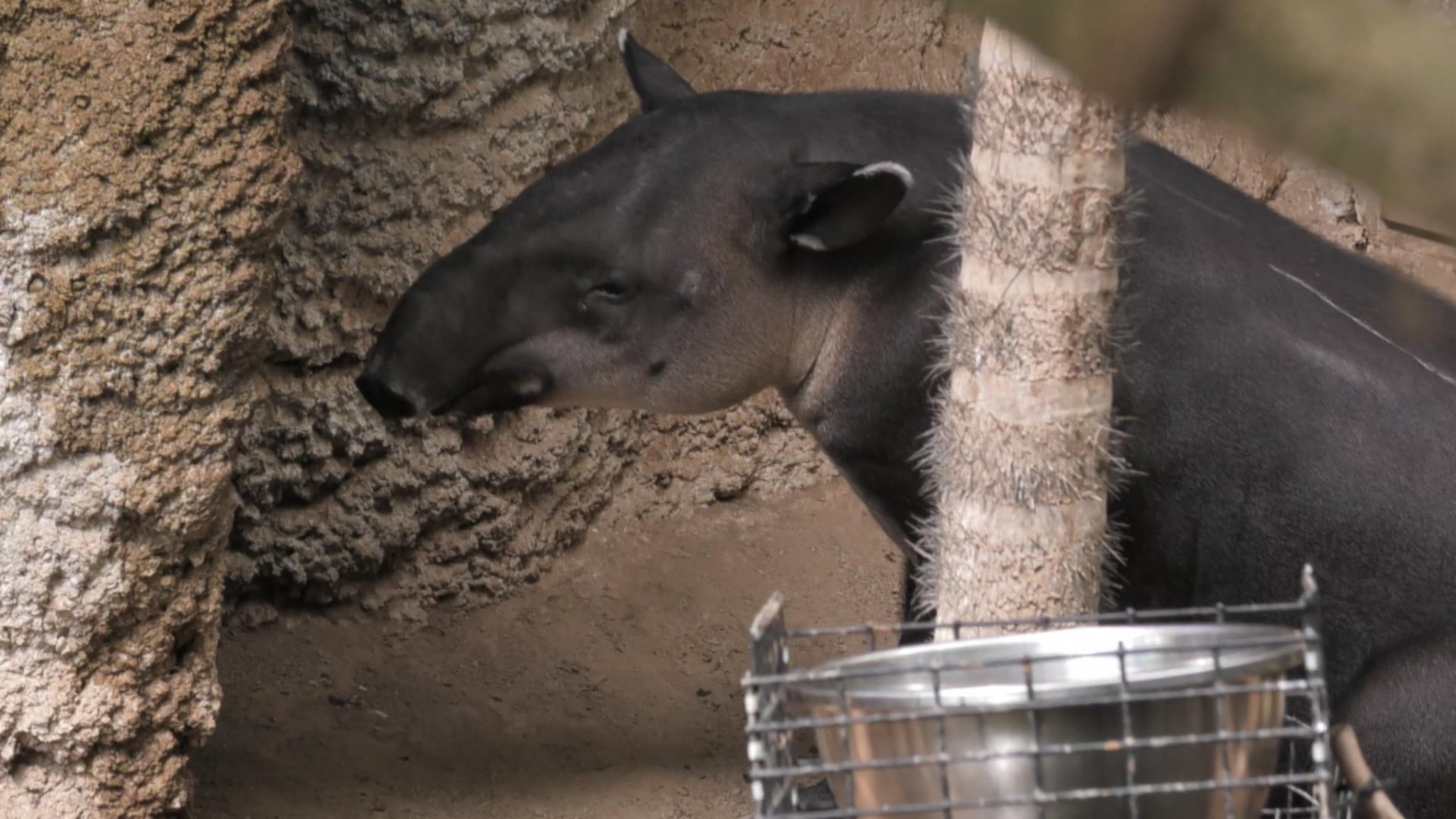 Joey the baird tapir