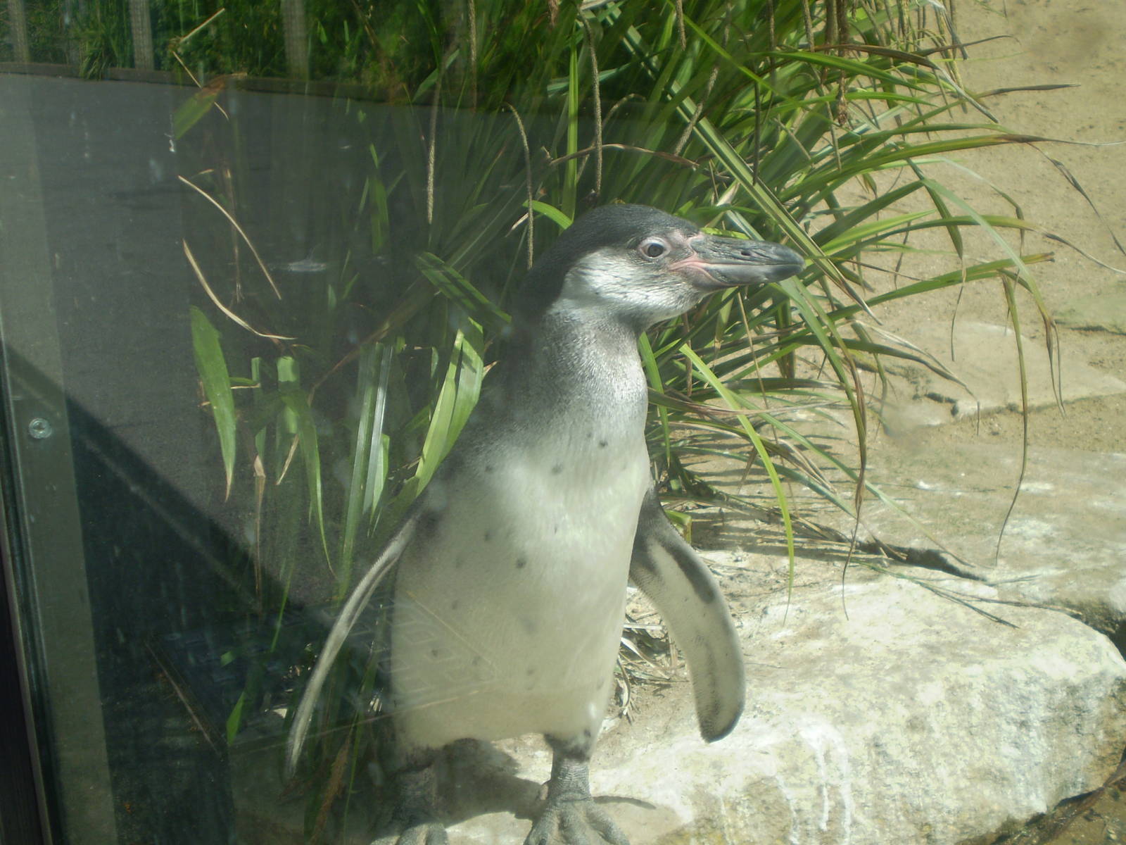 Joey the Humboldt Penguin (Close-up)