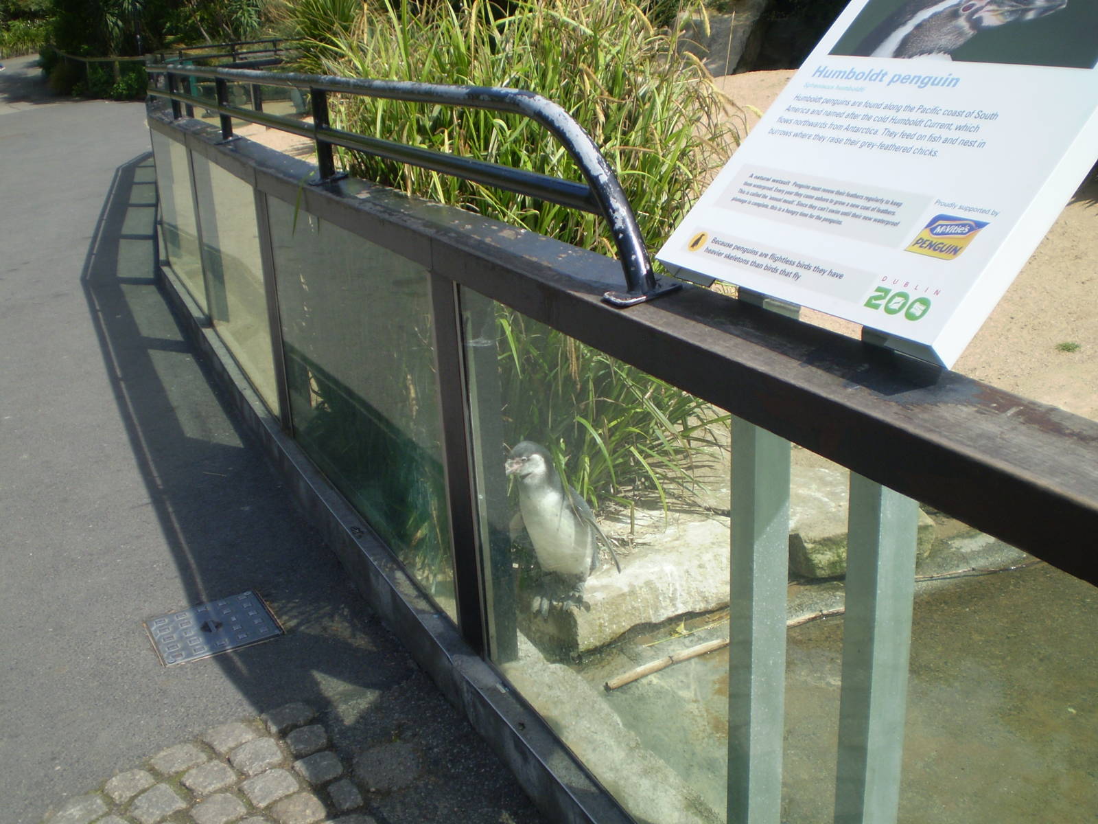 Joey the Humboldt Penguin (Long Shot)