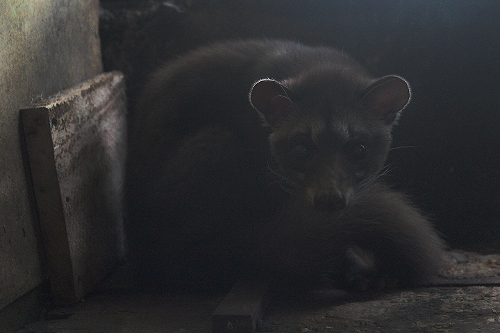 Jogja Exotarium - Balinese palm civet (Paradoxurus hermaphroditus balicus)