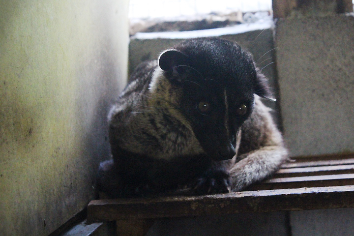 Jogja Exotarium - Bornean small-toothed palm civet (Arctogalidia trivirgata stigmaticus)