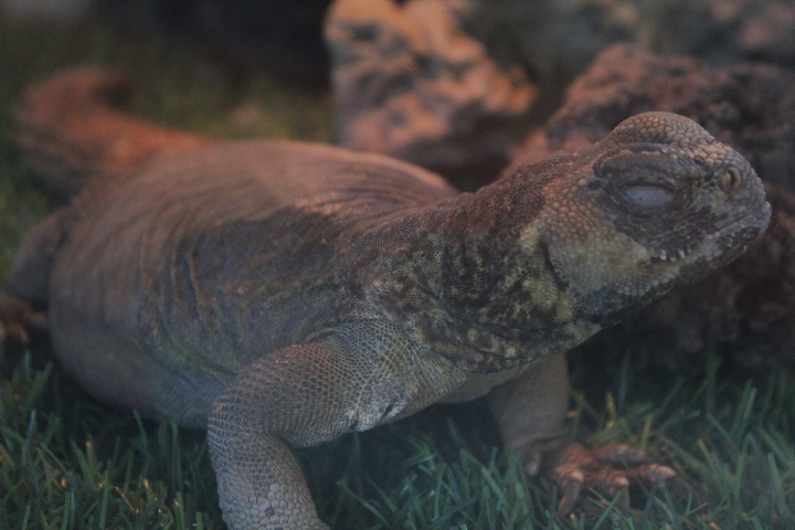 Jogja Exotarium - Geyr's dabb lizard (Uromastyx geyri)
