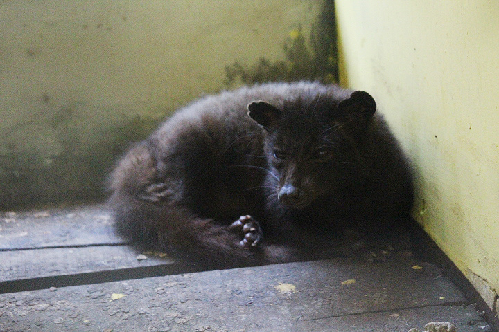 Jogja Exotarium - Lombok palm civet (Paradoxurus hermaphroditus sumbanus)