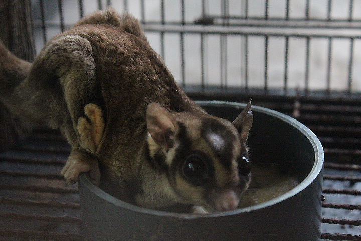 Jogja Exotarium - Papuan sugar glider (Petaurus breviceps papuanus)