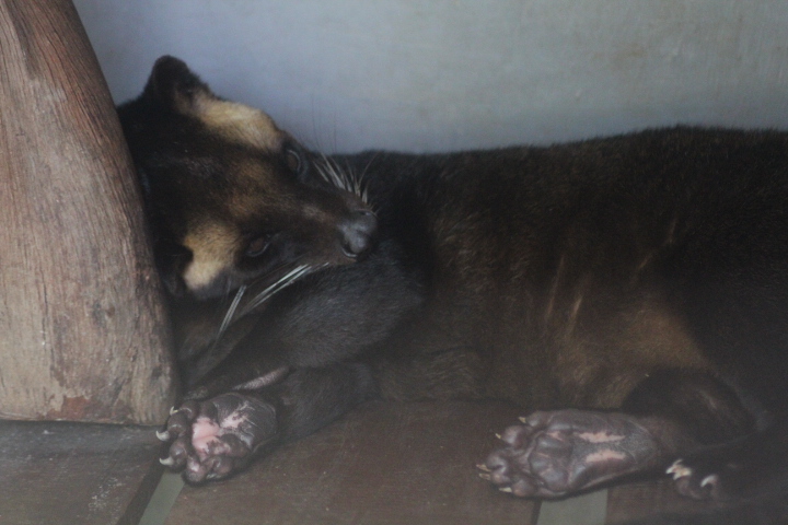 Jogja Exotarium - Sumatran masked palm civet (Paguma larvata leucomystax)