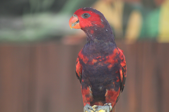 Jogja Exotarium - Violet-necked lory (Eos squamata squamata)