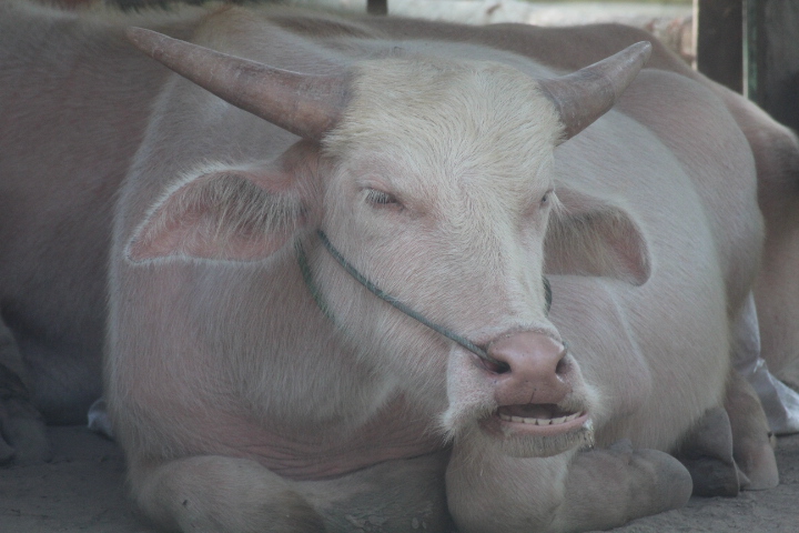 Jogja Exotarium - Water buffalo (Bubalus bubalis)