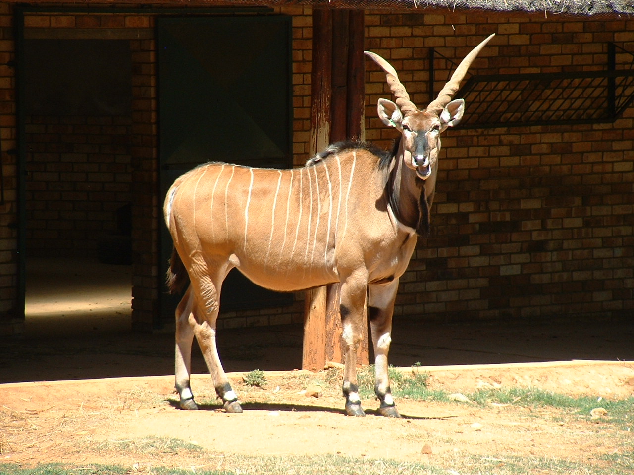 Johannesburg Zoo - Oct 2011