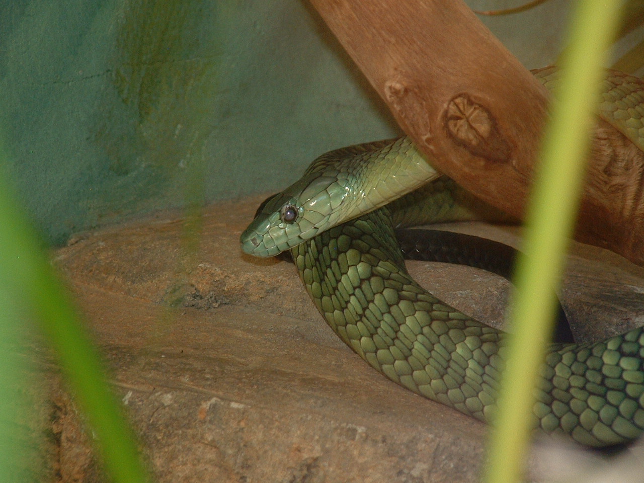 Johannesburg Zoo - Oct 2011