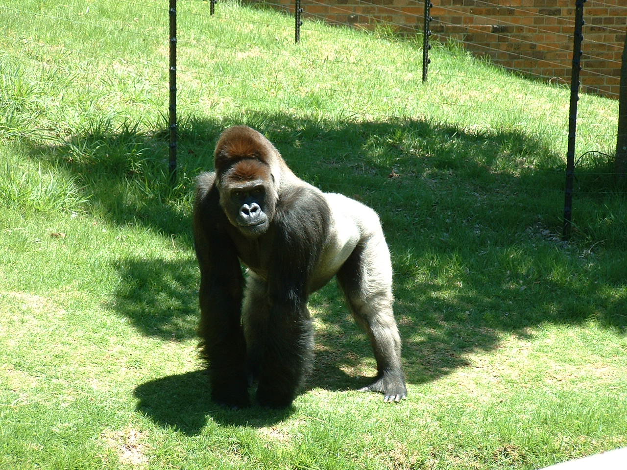 Johannesburg Zoo - Oct 2011