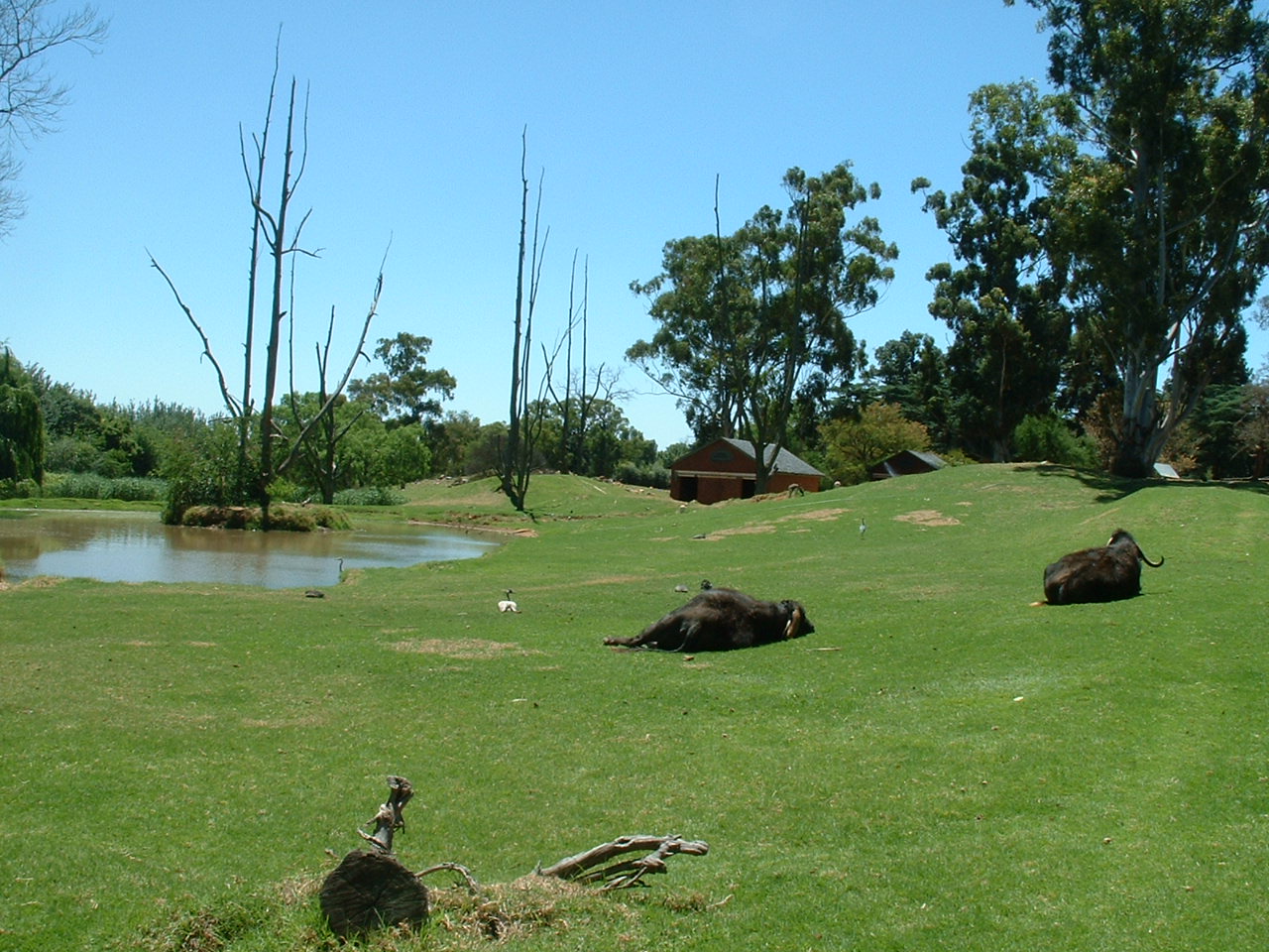 Johannesburg Zoo - Oct 2011