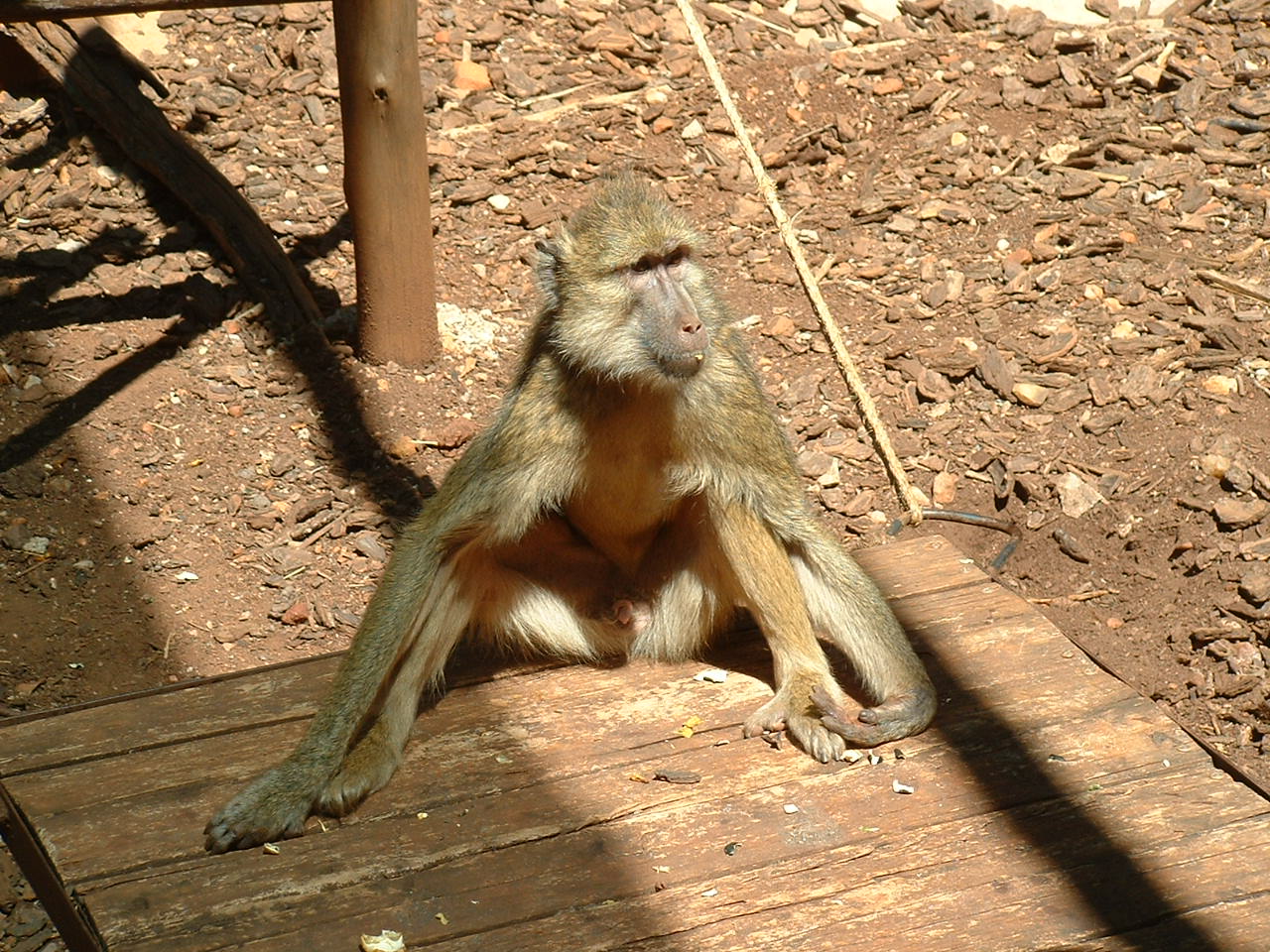 Johannesburg Zoo - Oct 2011
