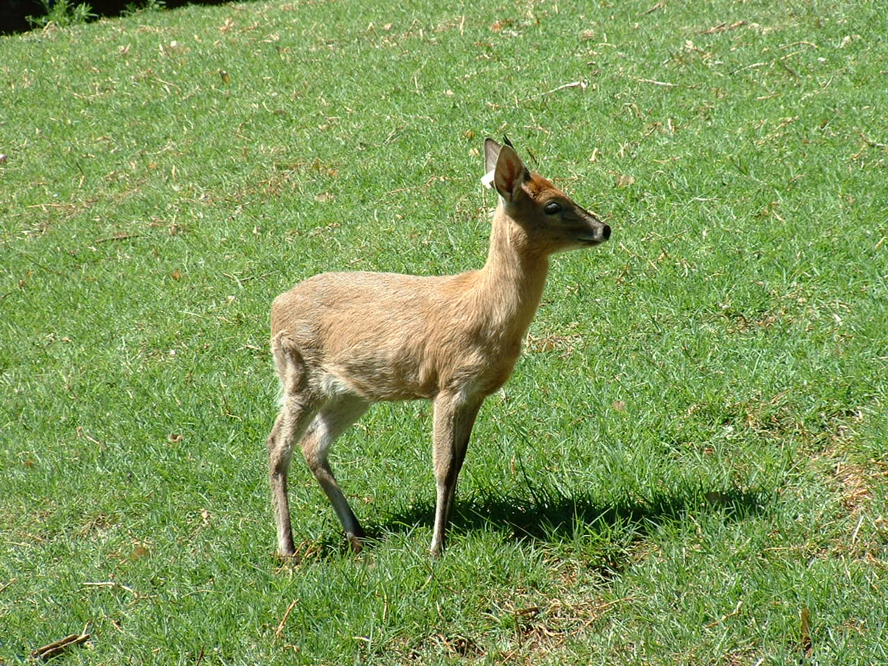 Johannesburg Zoo - Oct 2011