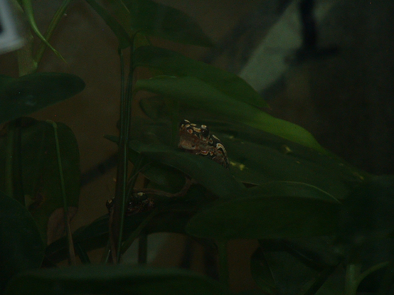 Johannesburg Zoo - Oct 2011