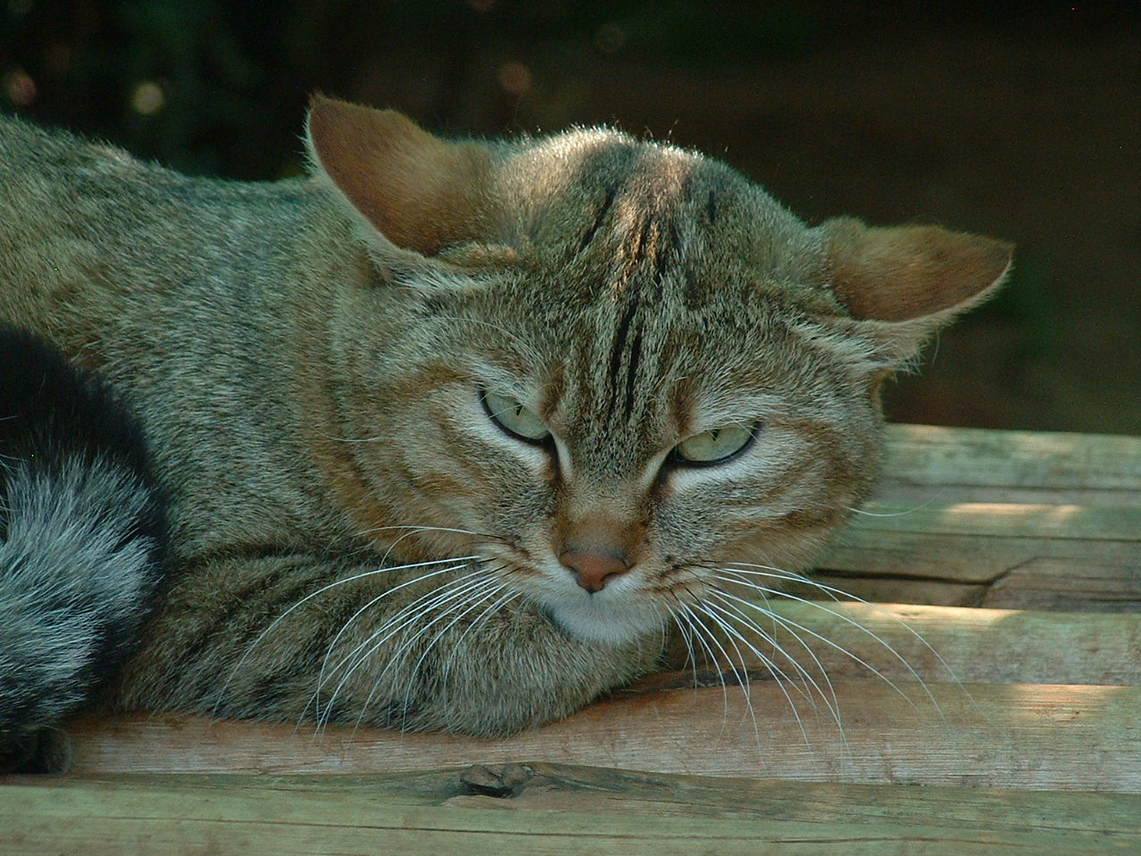 Johannesburg Zoo - Oct 2011
