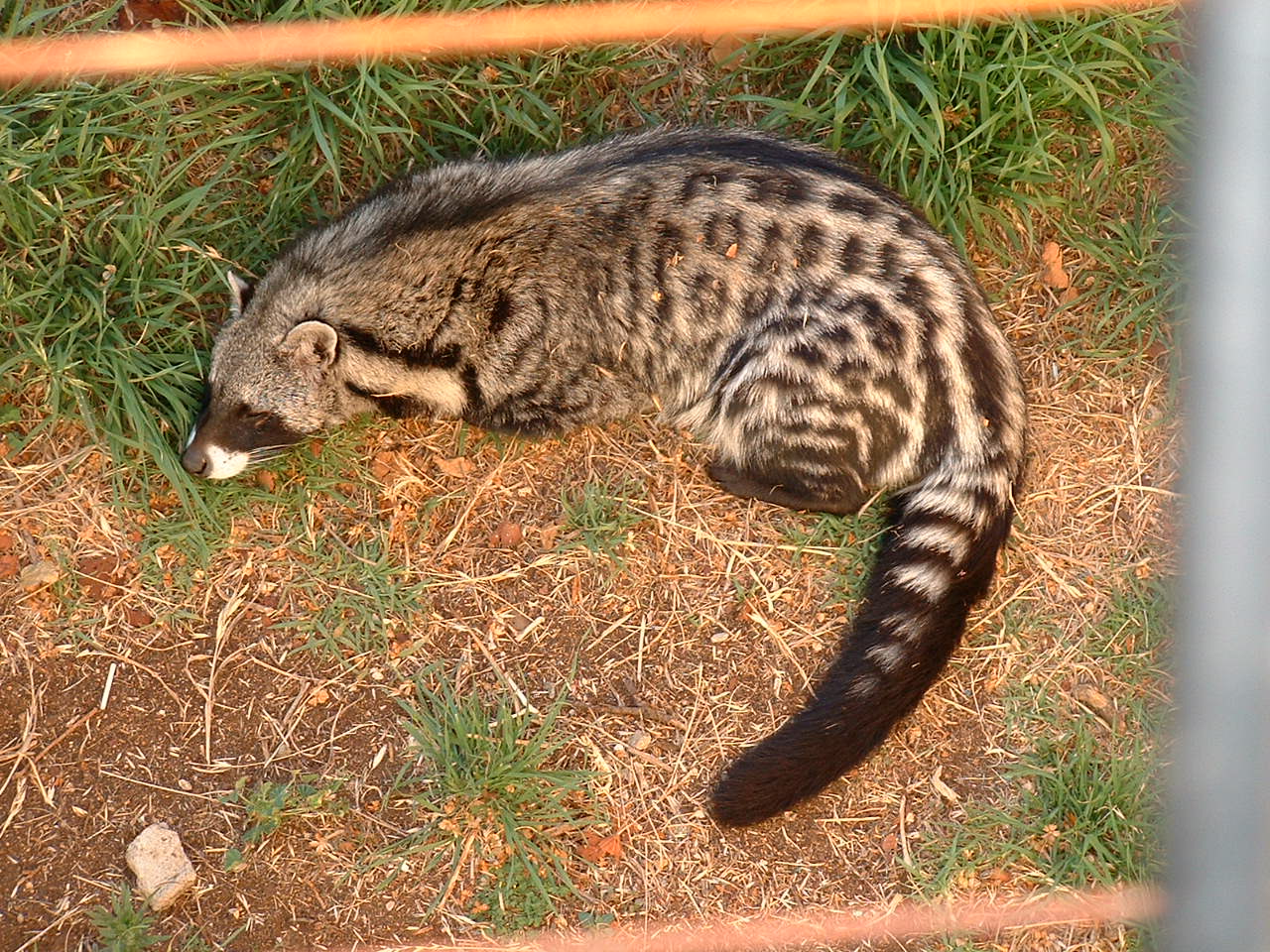 Johannesburg Zoo - Oct 2011