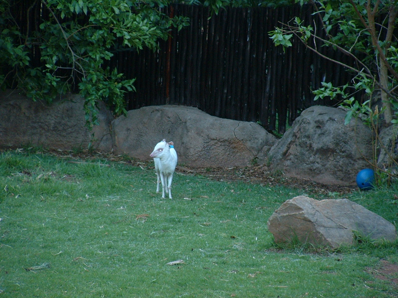 Johannesburg Zoo - Oct 2011