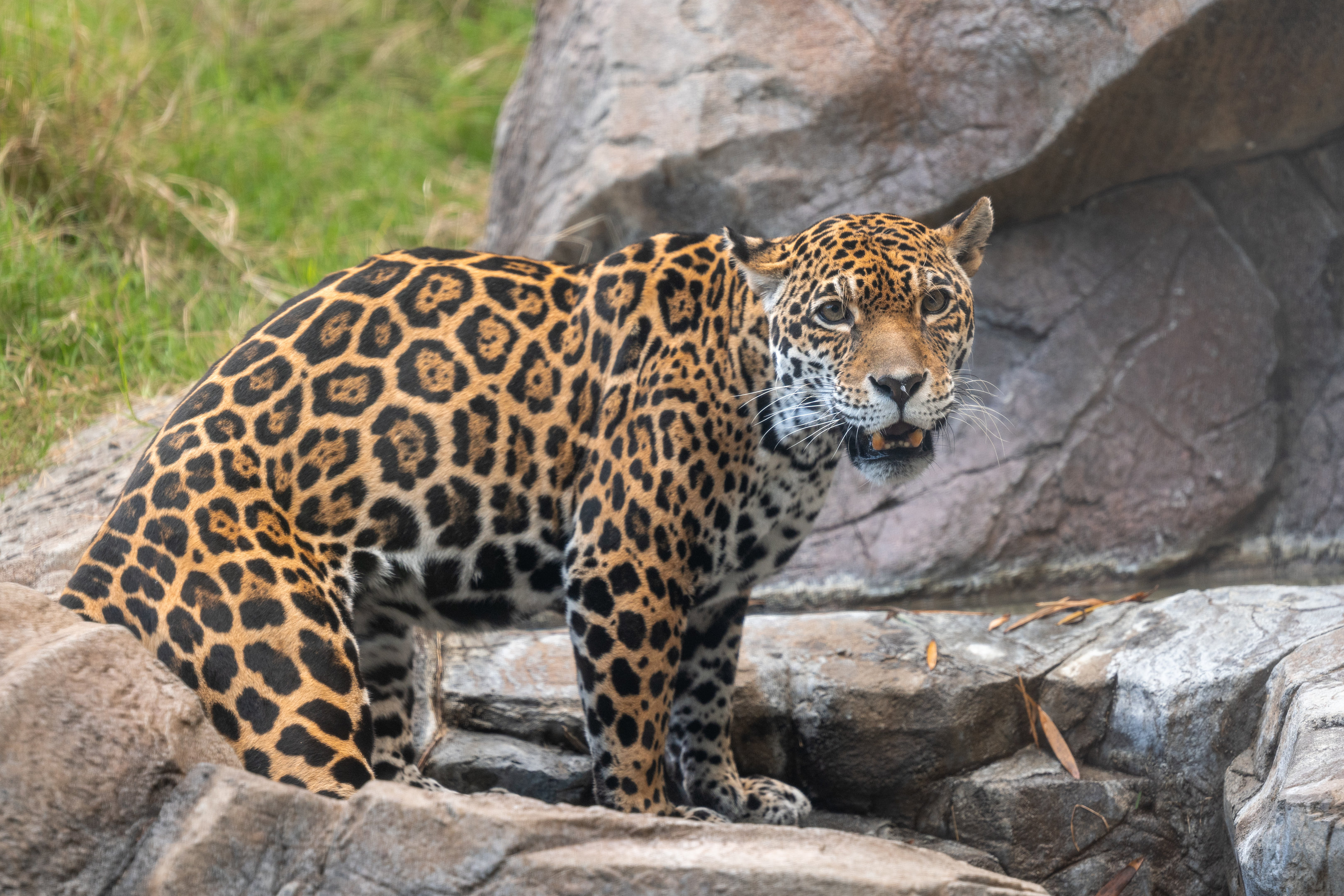 Johar the Jaguar