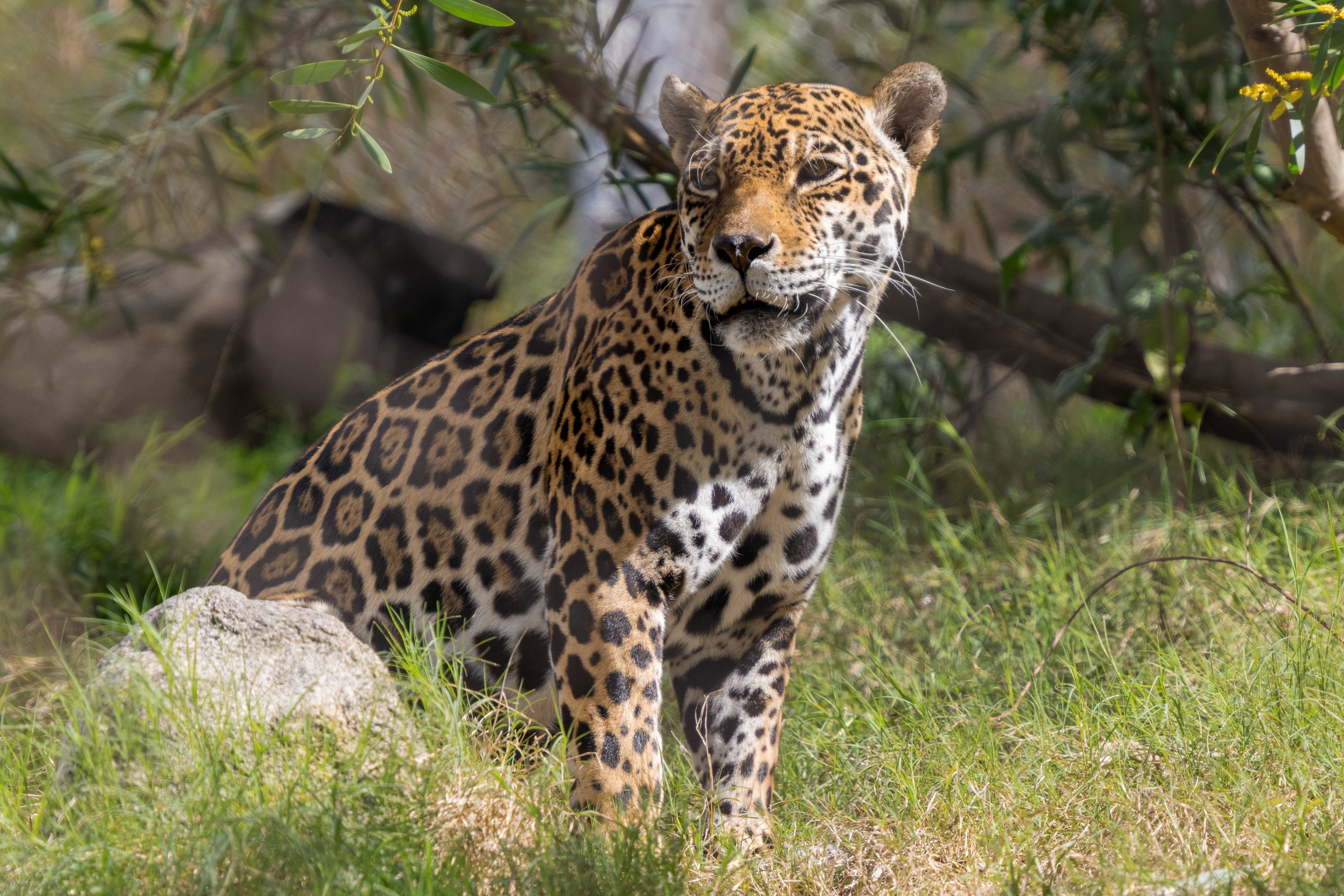 Johar the Jaguar