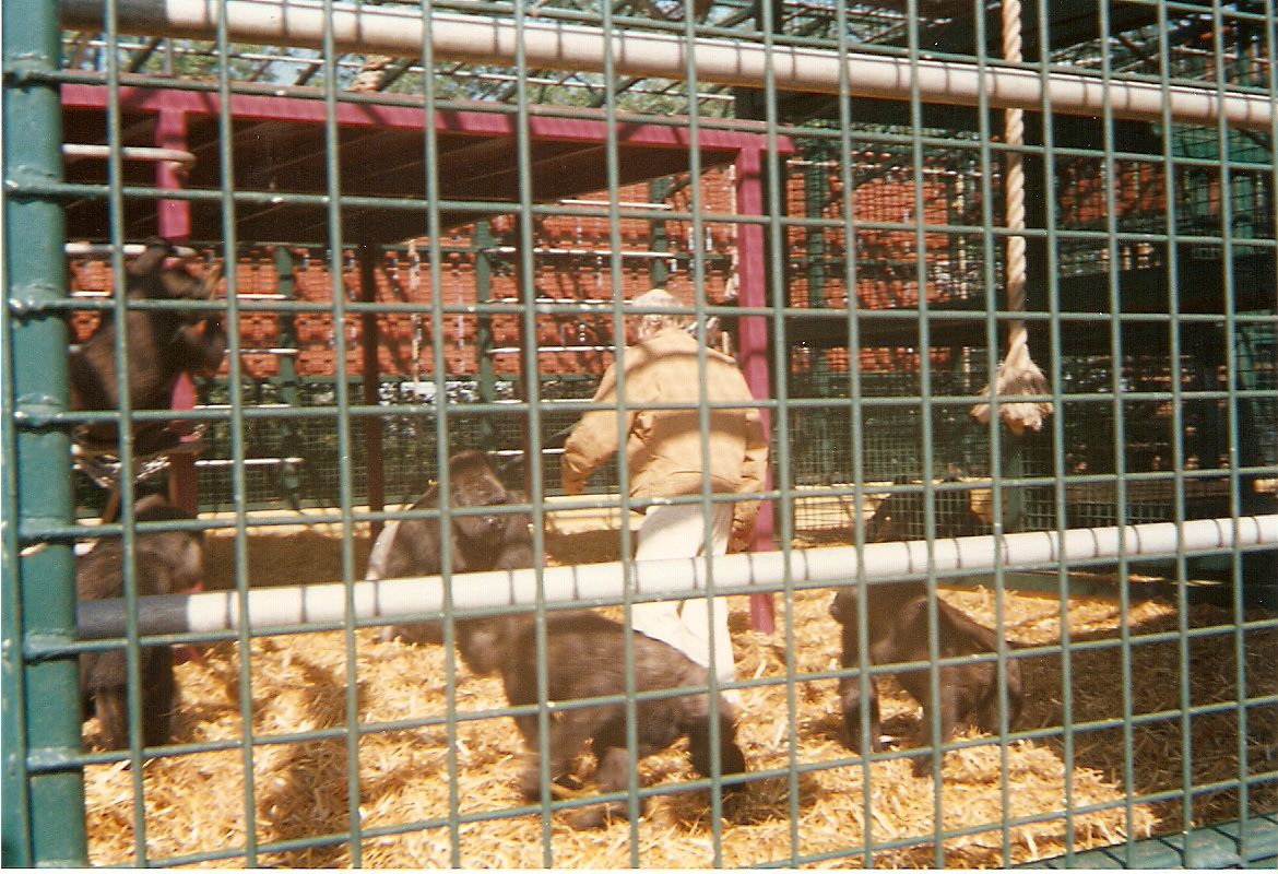 John Aspinall in with the gorillas at Howletts Wild Animal Park, 25 May 199