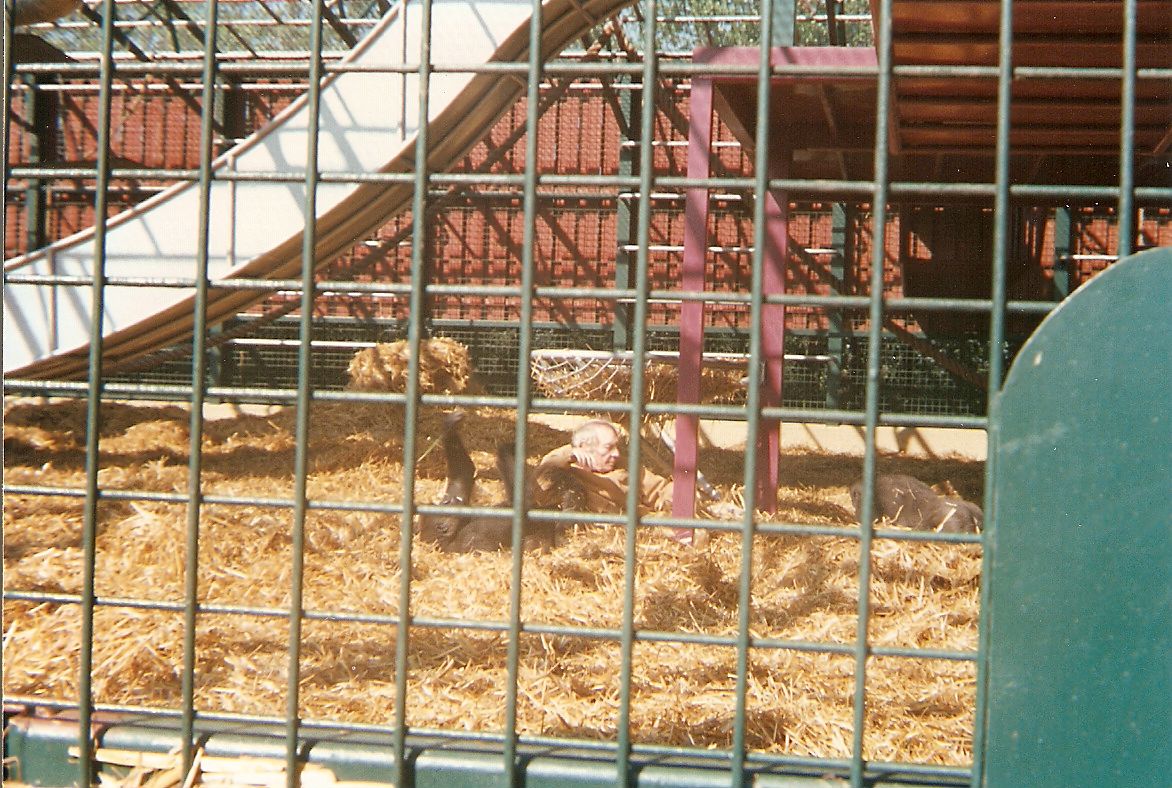 John Aspinall laying down with gorillas at Howletts Wild Animal Park, 25 Ma
