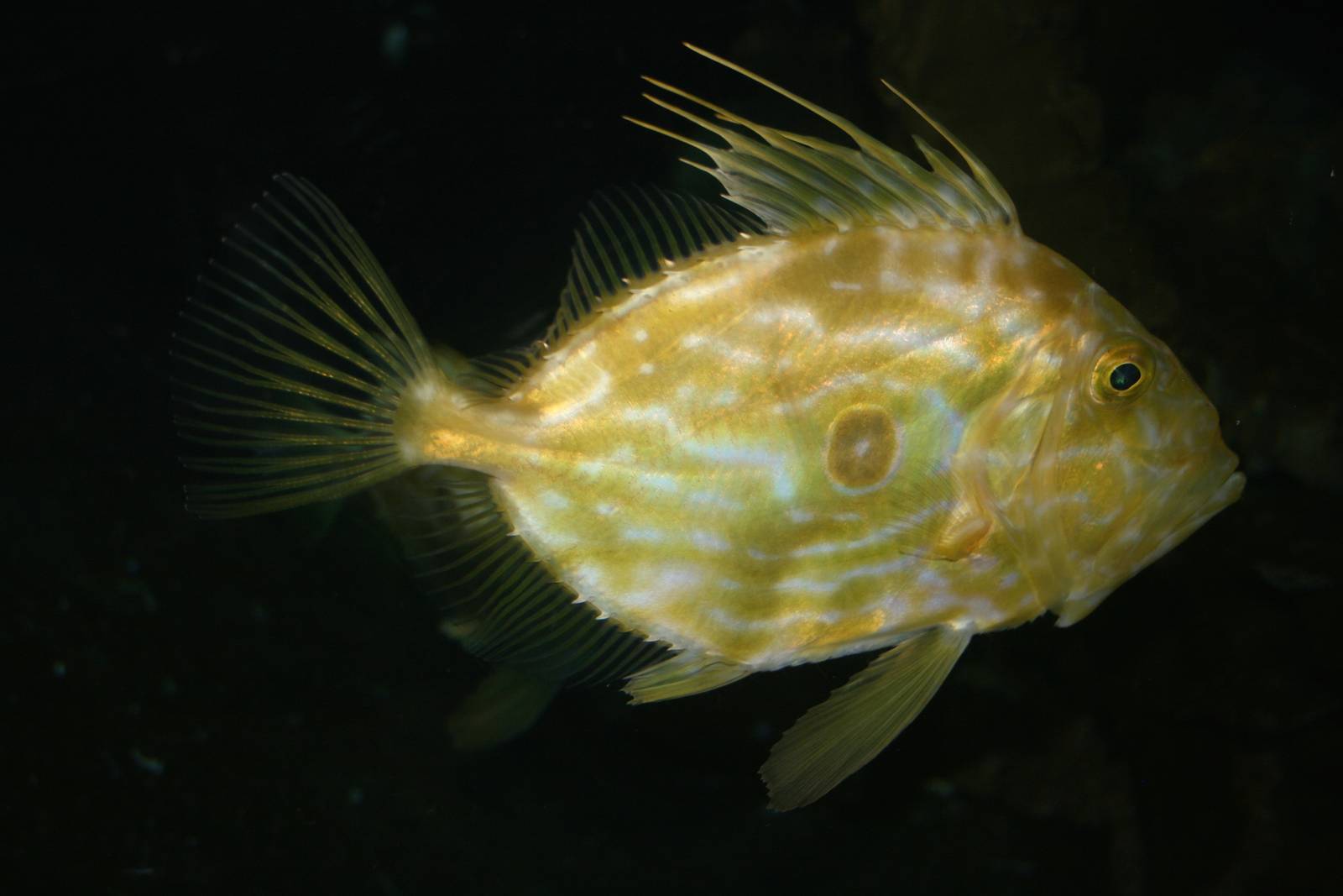 John Dory; London Sea Life Centre; 27th December 2009