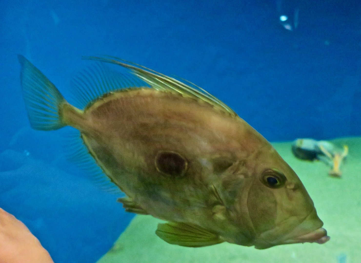 John Dory (Zeus faber)