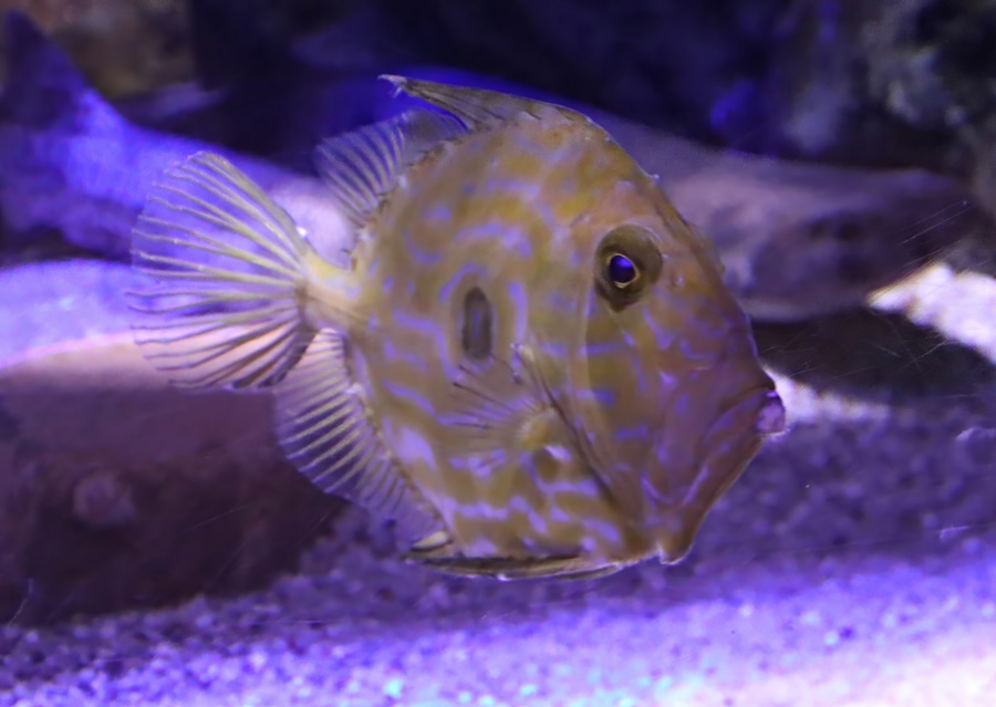 John dory (Zeus faber)