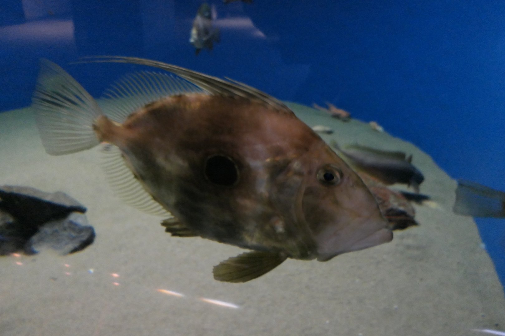 John Dory (Zeus faber)