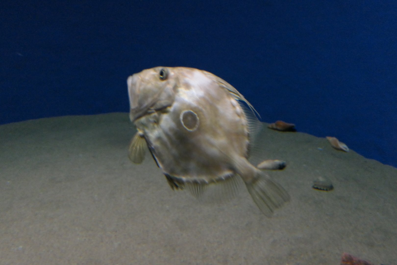John Dory (Zeus faber