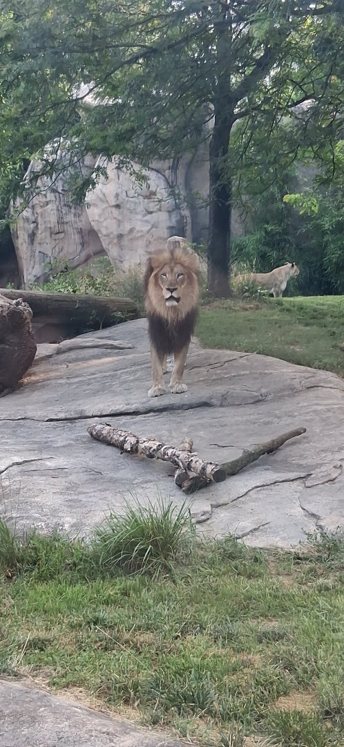 John the African lion starring at me at the cincinnati zoo