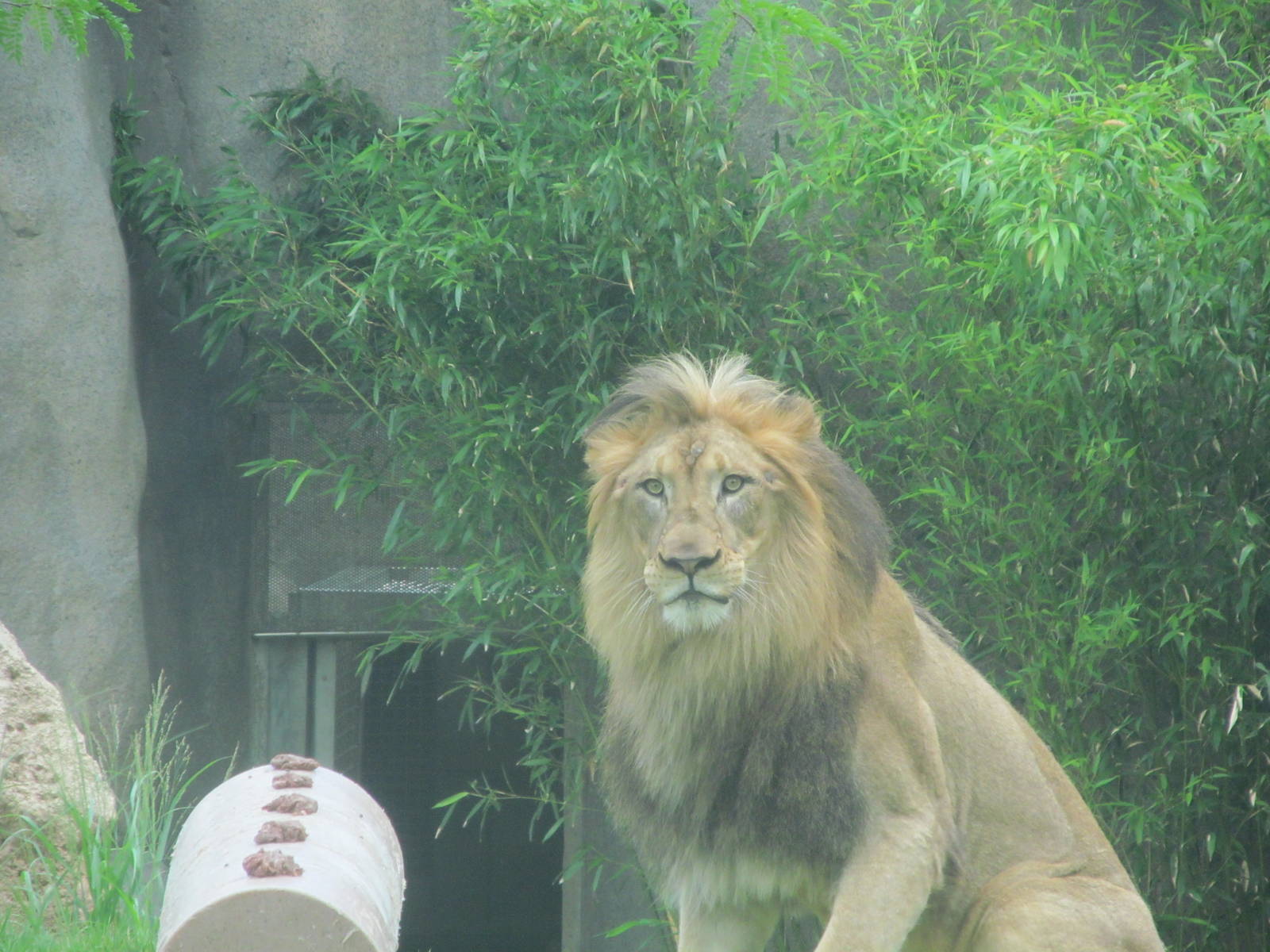 John, the African Lion